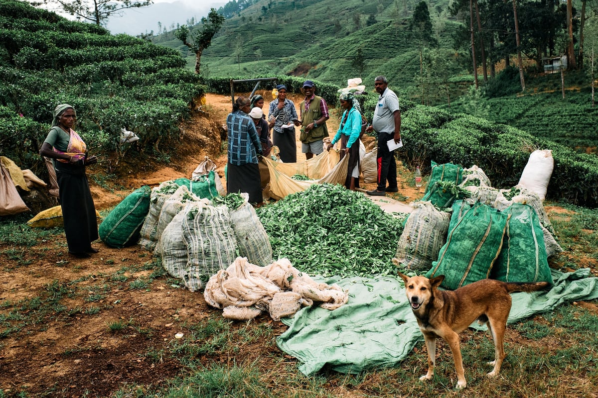The Cost of Tea — Sri Lanka — frame